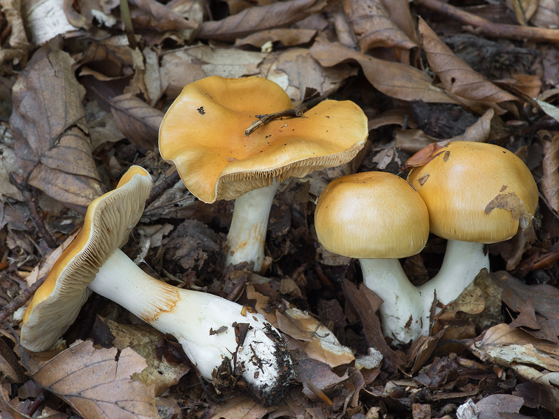 Cortinarius emollitus